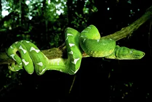 Corallus: West Amazonian Emerald Tree Boa
