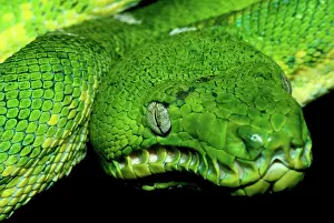 Corallus: West Amazonian Emerald Tree Boa