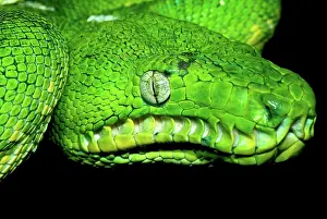 Corallus: West Amazonian Emerald Tree Boa