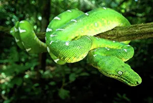 Corallus: West Amazonian Emerald Tree Boa