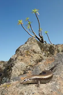 Skinks: West Canary Skink - basking on the rocks