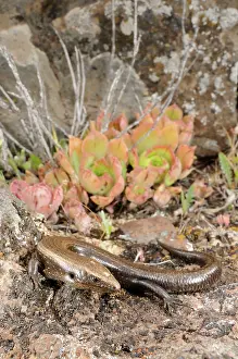 Skinks: West Canary Skink - La Gomera