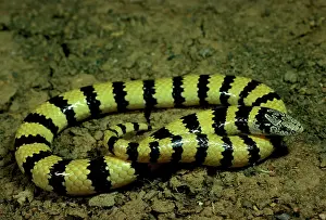 Littoralis: West Coast banded snake. Swims through sand