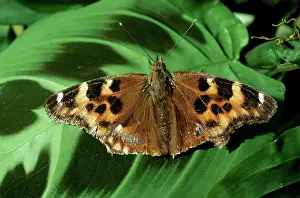 Wintering: West Coast Lady BUTTERFLY - after wintering