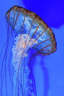 Chrysaora: West Coast Sea Nettle Jellyfish