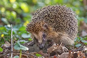 Erinaceus: West European hedgehog (Erinaceus europaeus) foraging