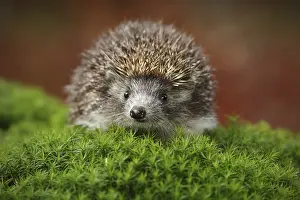 Defence: West European Hedgehog in green moss with orange background during autumn