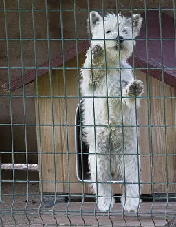 Westies: West Highland Terrier dog in a cage