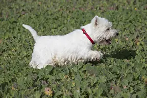 Westies: West Highland Terrier dog outdoors
