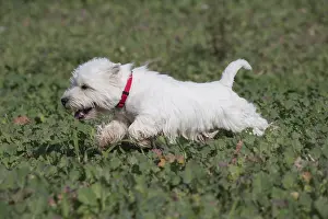 Westies: West Highland Terrier dog outdoors
