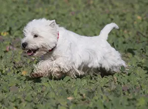 Westies: West Highland Terrier dog outdoors