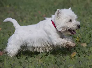 Westies: West Highland Terrier dog outdoors