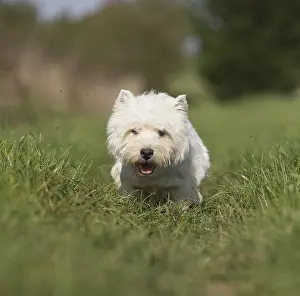 Westies: West Highland Terrier dog outdoors