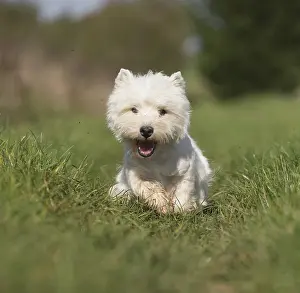 Westies: West Highland Terrier dog outdoors
