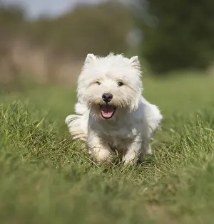 Westies: West Highland Terrier dog outdoors