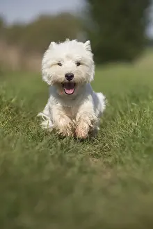 Westies: West Highland Terrier dog outdoors