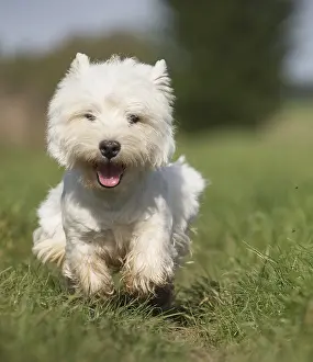 Westies: West Highland Terrier dog outdoors