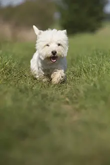 Westies: West Highland Terrier dog outdoors