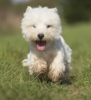 Westies: West Highland Terrier dog outdoors