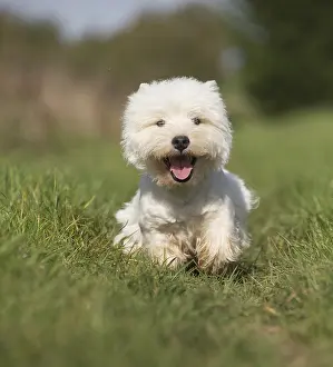 Westies: West Highland Terrier dog outdoors