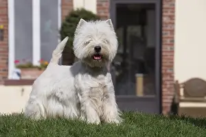 Westies: West Highland Terrier dog outdoors