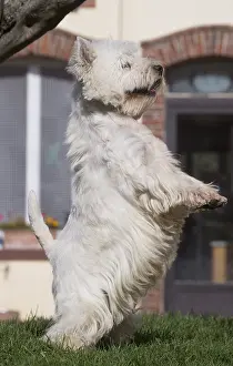 Westies: West Highland Terrier dog outdoors