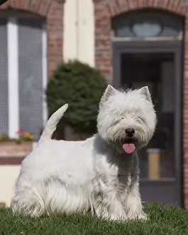 Westies: West Highland Terrier dog outdoors