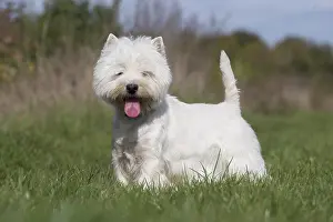 Westies: West Highland Terrier dog outdoors