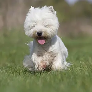 Westies: West Highland Terrier dog outdoors