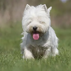 Westies: West Highland Terrier dog outdoors