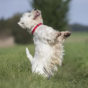 Westies: West Highland Terrier dog outdoors