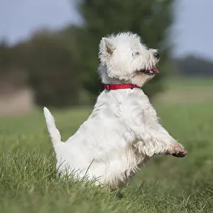 Westies: West Highland Terrier dog outdoors