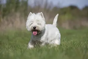 Westies: West Highland Terrier dog outdoors