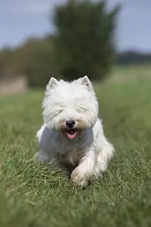 Westies: West Highland Terrier dog outdoors