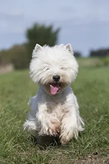 Westies: West Highland Terrier dog outdoors