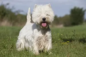 Westies: West Highland Terrier dog outdoors