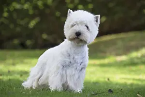 Westies: West Highland Terrier dog outdoors