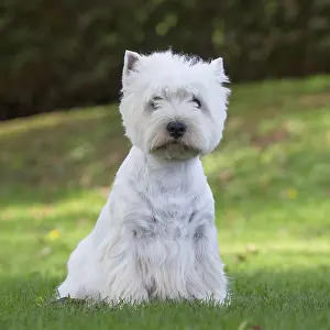 Westies: West Highland Terrier dog outdoors