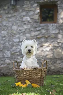 Westies: West Highland Terrier dog outdoors