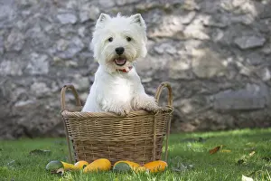Westies: West Highland Terrier dog outdoors