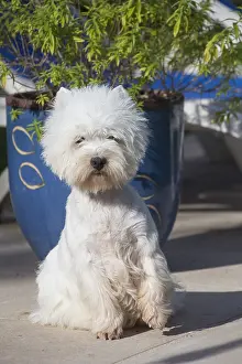 Westies: West Highland Terrier dog outdoors