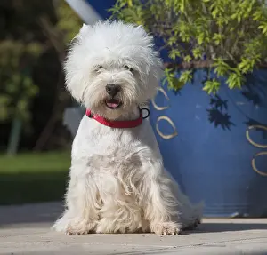 Westies: West Highland Terrier dog outdoors