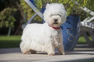 Westies: West Highland Terrier dog outdoors