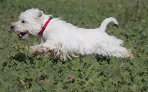 Westies: West Highland Terrier dog outdoors