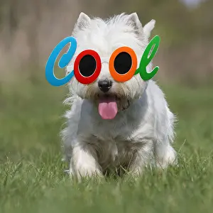 161018: West Highland Terrier dog outdoors wearing cool sunglasses