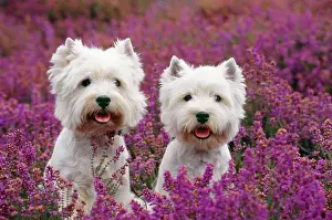 Mouths: West Highland Terrier Dog - pair, sitting in heather