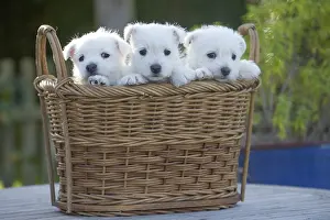 Westies: West Highland Terrier dog puppies in a basket