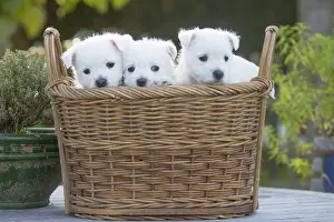 Westies: West Highland Terrier dog puppies in a basket