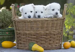 Westies: West Highland Terrier dog puppies in a basket