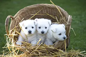 Westies: West Highland Terrier dog puppies in a basket